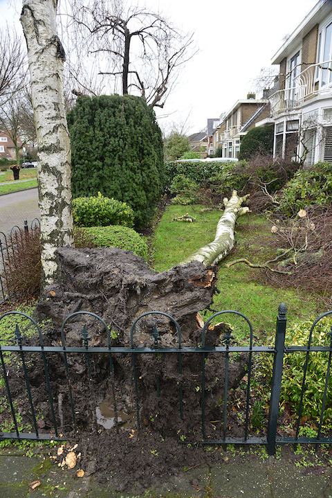 2022/27/20220206-12u59_gb_024_stormschade_rietwijckstraat.jpg